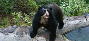 Yaya y Yachak son algunos de los apelativos que se da al afamado oso de anteojos, o Ucumari, que es considerado el &ldquo;rey de la fauna andina&rdquo;.