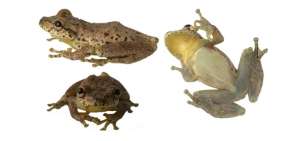 La Scinax caprarius tiene huesos verdes y tonos caf&eacute; rojizo y dorado en la parte superior del cuerpo.