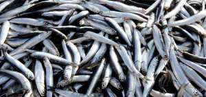 La CNP ejecuta proyecto de mejoramiento de captura de peces peque&ntilde;os