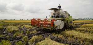 Son beneficiarios del seguro agr&iacute;cola, peque&ntilde;os y medianos productores de arroz (foto), banano, cacao, caf&eacute;, ca&ntilde;a de az&uacute;car, cebada, fr&eacute;jol, haba, ma&iacute;z, entre otros. Foto: Cortes&iacute;a