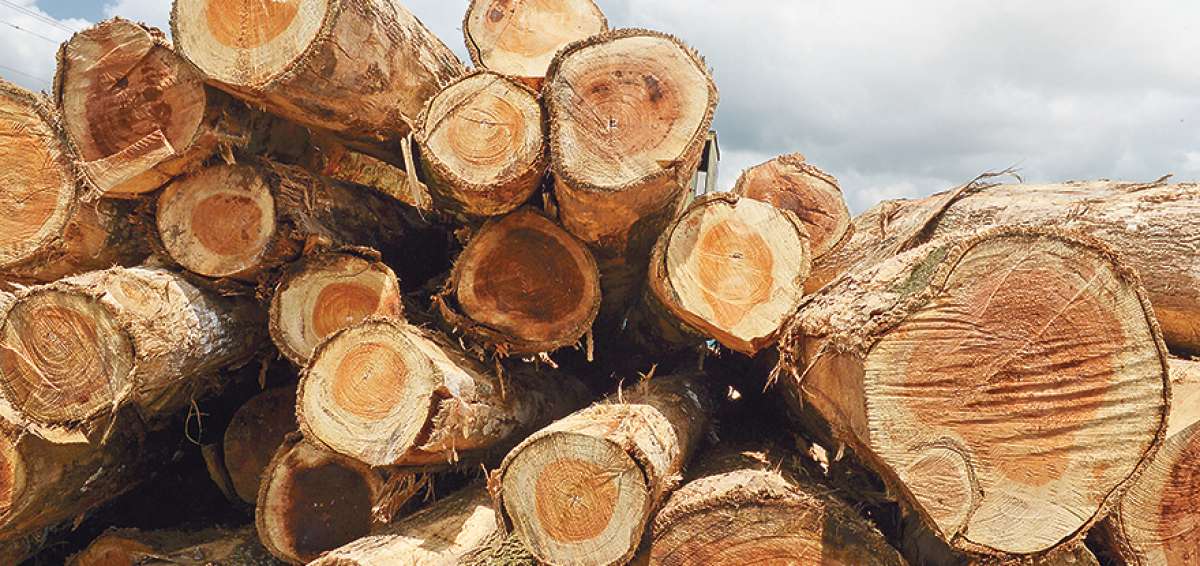 Datos de Asoteca indican que  alrededor de 900.000  jornales mueve este  sector productivo  del pa&iacute;s al a&ntilde;o.