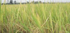 Iniap inaugur&oacute; escuela de campo de arroz en el cant&oacute;n Baba