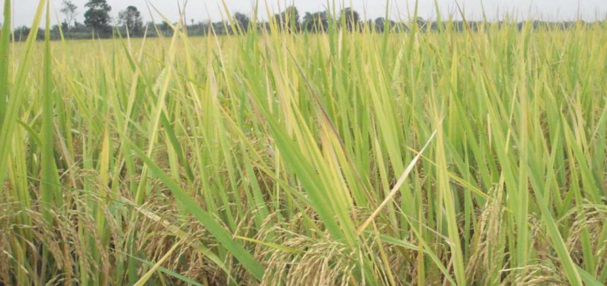 Iniap inaugur&oacute; escuela de campo de arroz en el cant&oacute;n Baba