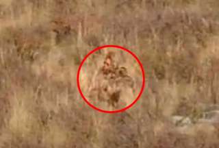 Graban una extraña criatura en Colorado, Estados Unidos