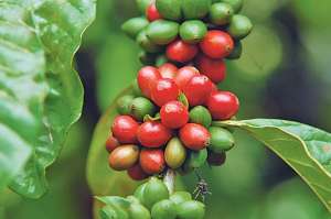 El Plan de Reactivaci&oacute;n Cafetalera del Ministerio de Agricultura ha obtenido buenos resultados en las plantaciones del grano. 