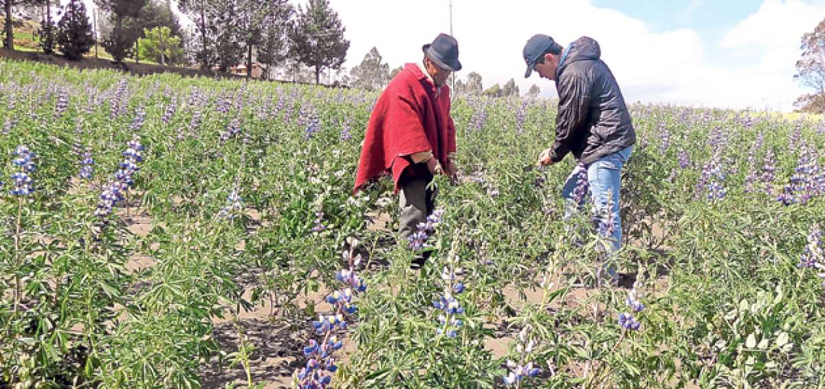 En Guamote se cultivan alrededor de 12 hect&aacute;reas de chocho con semilla registrada para producci&oacute;n de semilla certificada. Foto: Cortes&iacute;a