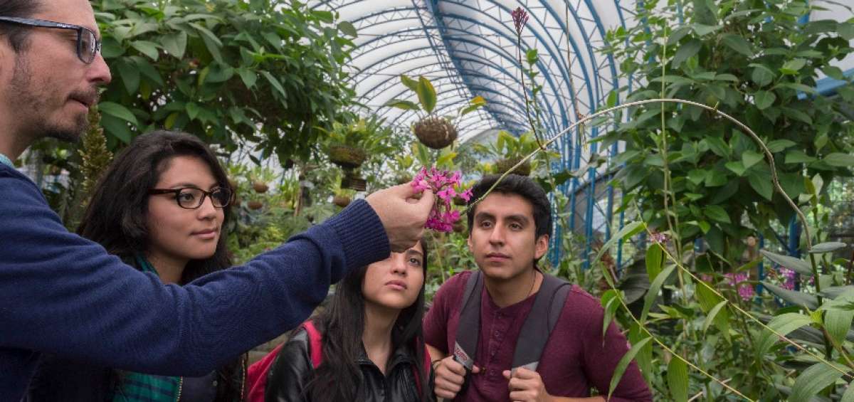 La maywa de Quito tiene vistosas flores de color morado intenso, abundantes hojas y tallos quebradizos.