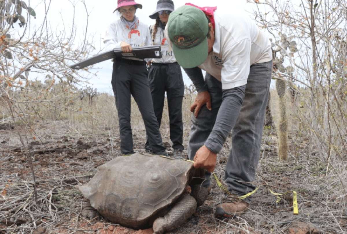 Durante siete años, 742 tortugas introducidas en Galápagos se desarrollan favorablemente