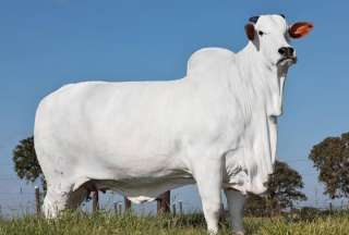 El monto pagado por esta vaca rompió todo récord establecido en la industria ganadera.