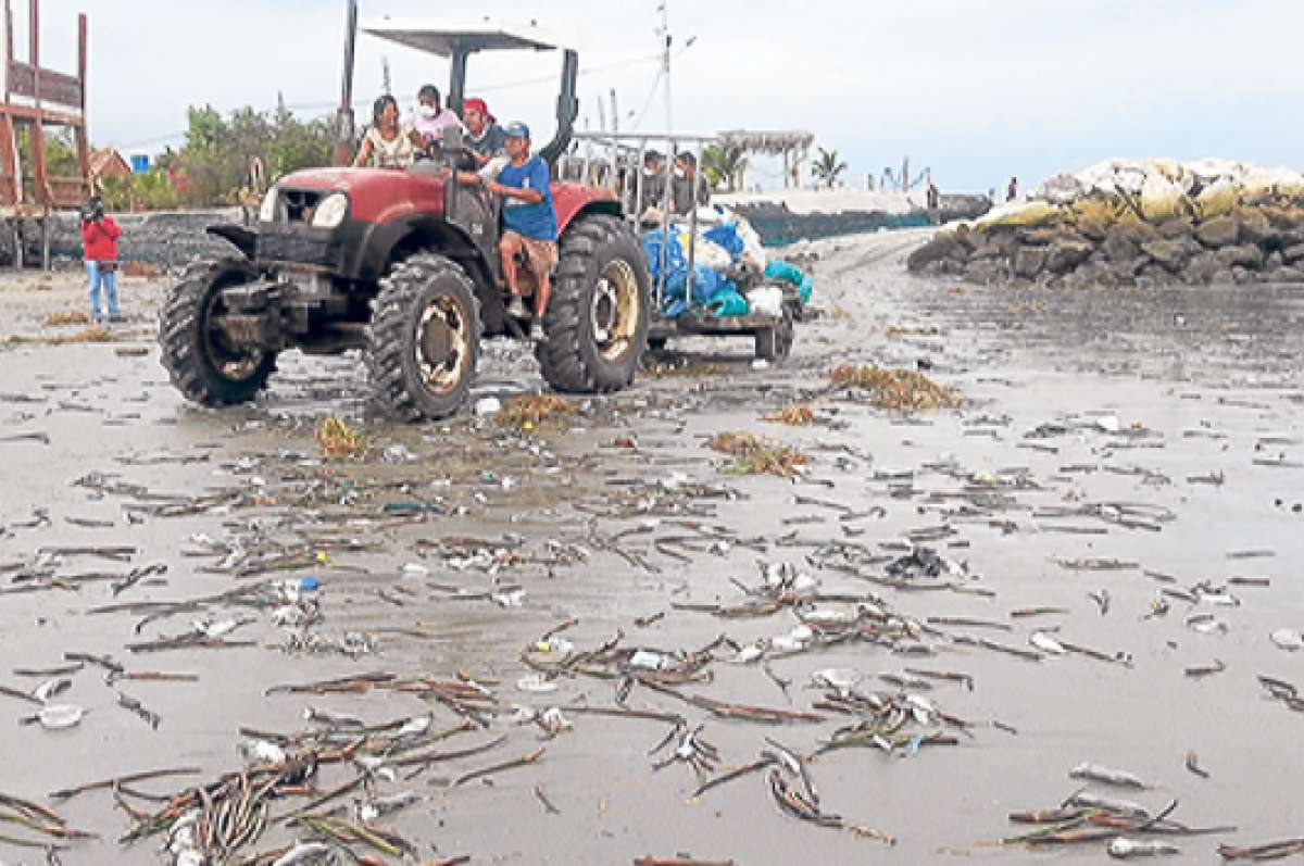Varias entidades se han unido para limpiar la playa, donde a&uacute;n permanecen peces muertos. Foto: Fabricio Cruz / El Tel&eacute;grafo