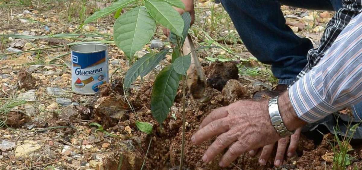 La campa&ntilde;a &lsquo;Mi Bosque del futuro&rsquo;, del MAE, se realizar&aacute; en el pa&iacute;s este s&aacute;bado, dos d&iacute;as antes de que el mundo recuerde el D&iacute;a Mundial Forestal.