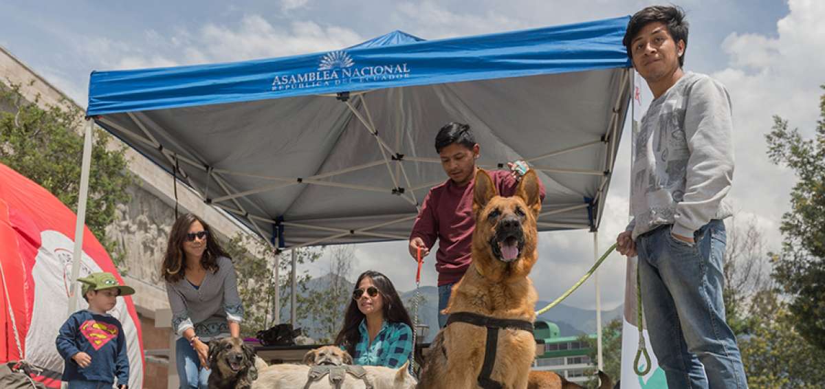 En los exteriores de la Asamblea Nacional se realiz&oacute; una feria de adopci&oacute;n responsable. El objetivo de la iniciativa es que los animales (en su mayor&iacute;a perros) puedan ser parte de un hogar. 