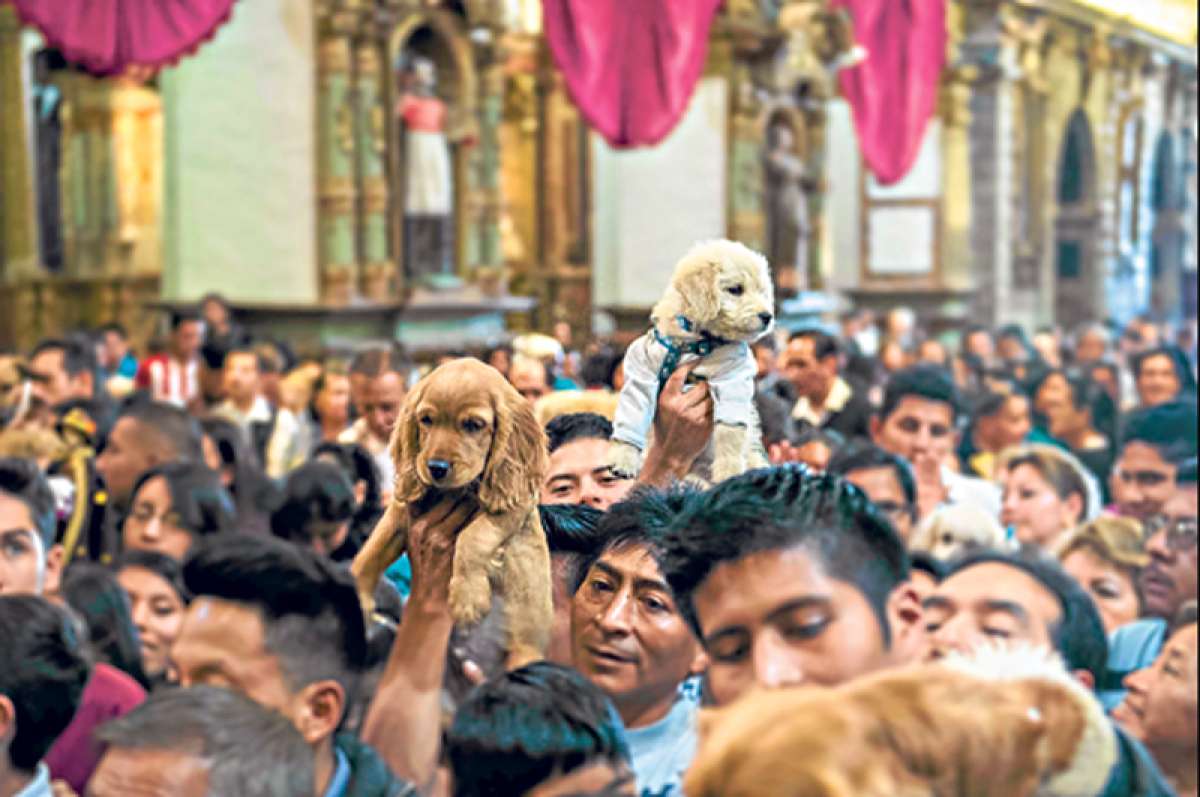 Animales &lsquo;acudieron&rsquo; ante San Francisco