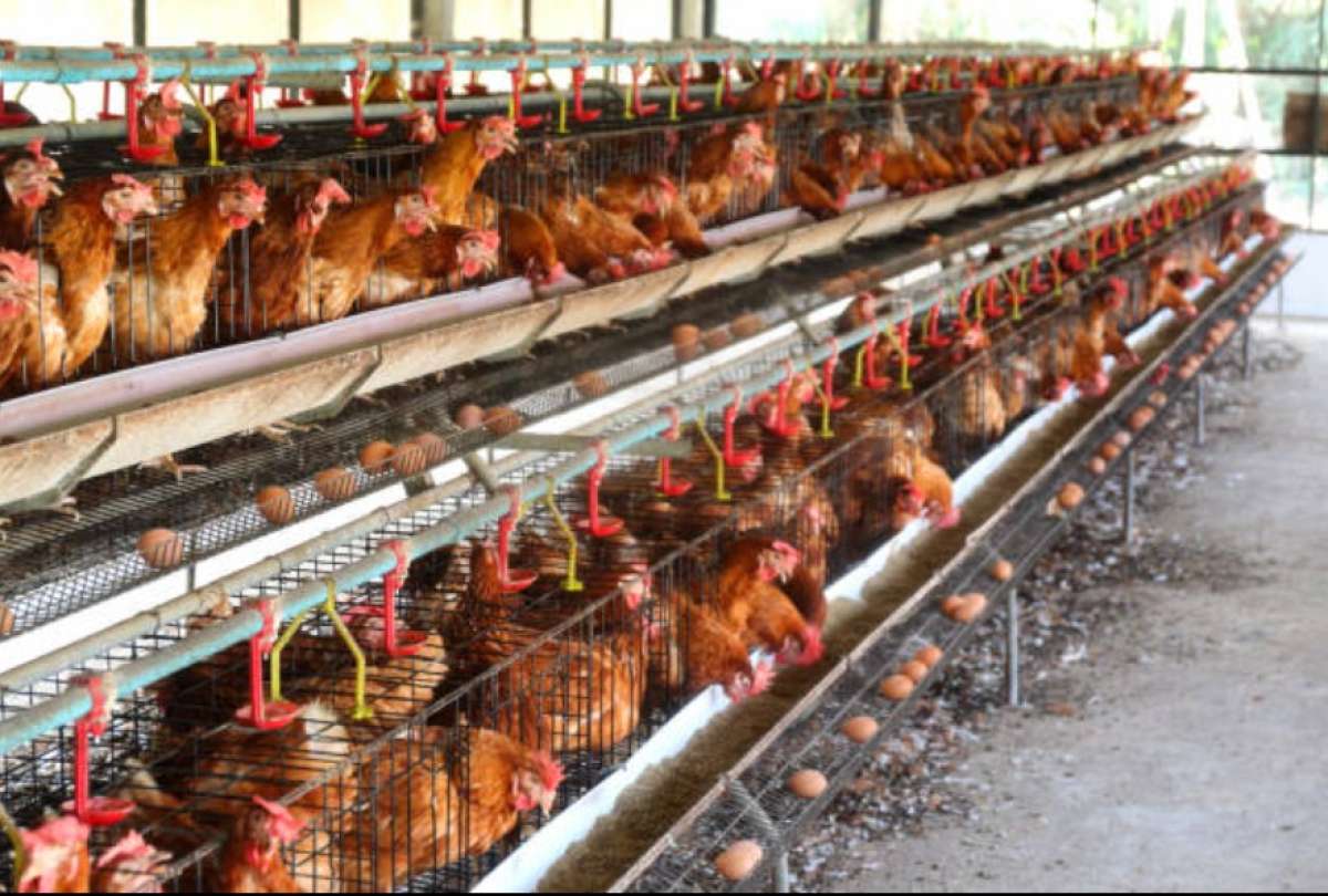 El Ministerio de Salud confirmó el primer caso de gripe aviar en humanos en Ecuador. 