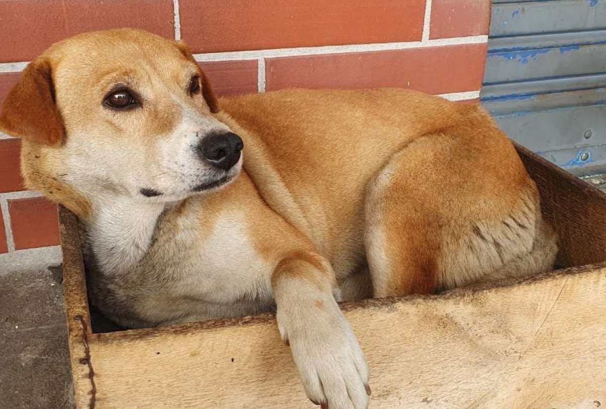 En Quito habrá una caminata solidaria por el bienestar animal, el domingo 08 de octubre de 2023.