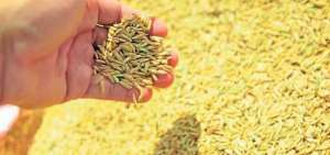 Un nuevo precio fijo para el arroz est&aacute; en an&aacute;lisis