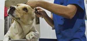 La doctora Norka Moreno, de Veterinaria Koky, revisa las orejas de Luna, un labrador adulto afectado por otitis por el cambio de clima en Guayaquil.  