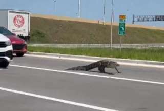 Este cocodrilo decidió cruzar una autopista y obligar a ir despacio a los conductores de esta localidad.