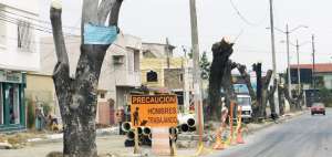El Municipio de Guayaquil impulsar&aacute; una ordenanza para el manejo de los &aacute;rboles