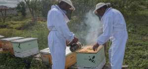 Ap&iacute;cola Imbabura cuenta con cerca de 700 colmenas, cada una con 80.000 abejas, distribuidas en varias zonas de la regi&oacute;n norte del pa&iacute;s.