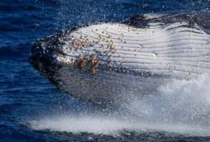Los lugareños se sorprendieron por la experiencia vivida por las turistas con una ballena 