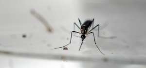 Hacia una posible vacuna com&uacute;n contra el zika y el dengue