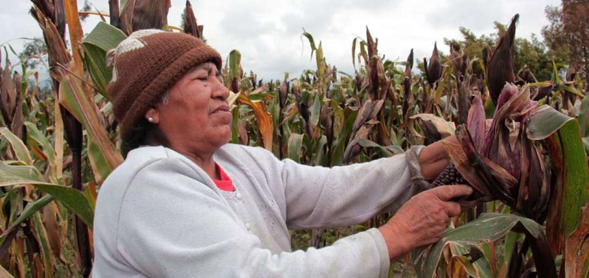 Para los ambate&ntilde;os la colada morada cae bien los 365 d&iacute;as del a&ntilde;o