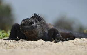  Las iguanas marinas: el term&oacute;metro del calentamiento global en Gal&aacute;pagos
