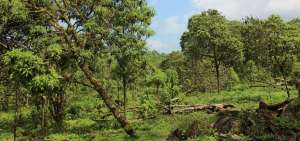 Isla Santa Cruz, en Gal&aacute;pagos, cuenta con nuevos bosques sustentables
