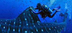 Uno de los investigadores, Harry Reyes, especula que los tiburones ballenas llegan a la isla Darwin entre junio y diciembre por su biodiversidad