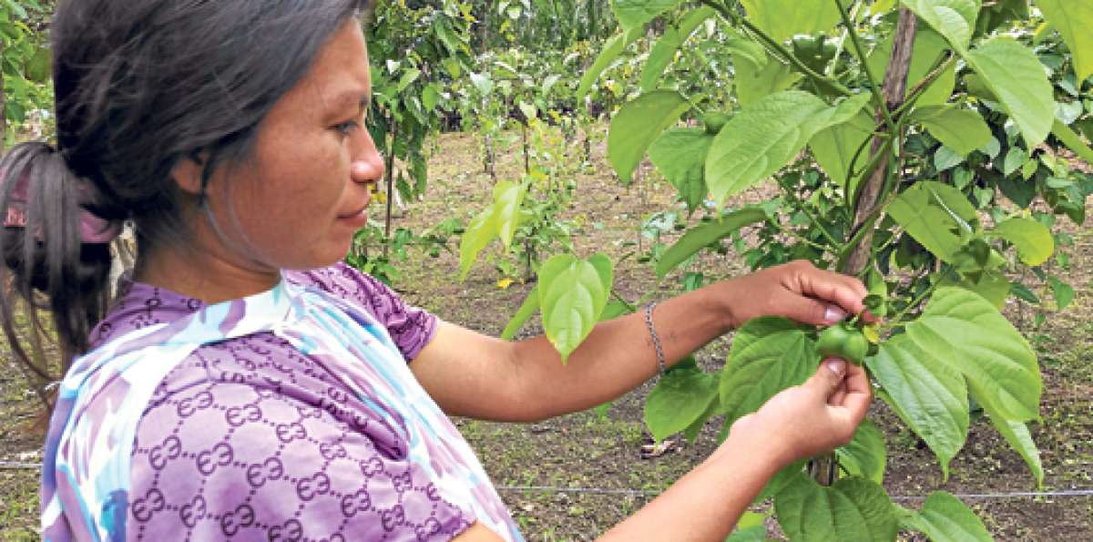 La cosecha del sacha inchi inicia a los 8 meses, y la producci&oacute;n llega a una tonelada m&eacute;trica por hect&aacute;rea. Foto: Cortes&iacute;a
