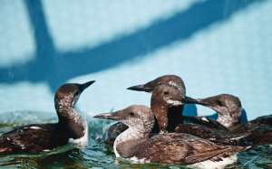 La aves marinas tienen donde rehabilitarse
