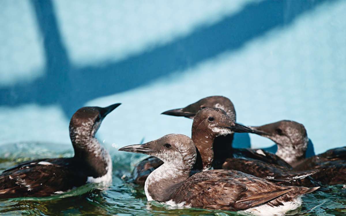 La aves marinas tienen donde rehabilitarse