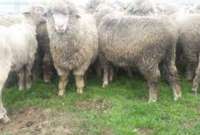 La muerte de 80 ovejas en Cotopaxi se produjo por perros ferales