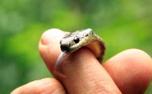 Peque&ntilde;os reptiles anidan en bosques de Ba&ntilde;os 