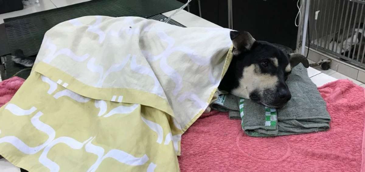 Perro que cay&oacute; en el estadio Capwell presenta mejor&iacute;as