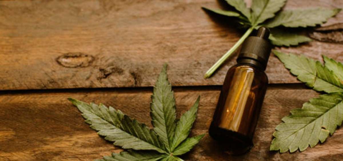 Cannabis medicinal requiere reglamento para cultivo, producci&oacute;n y distribuci&oacute;n