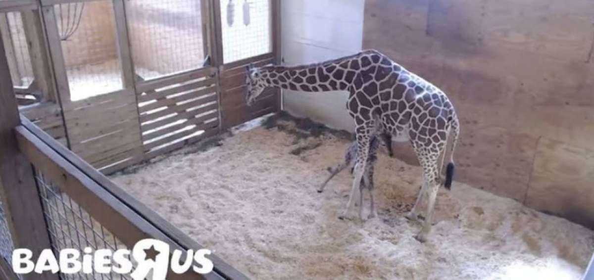 Jirafa April es estrella de internet con nacimiento de su beb&eacute;