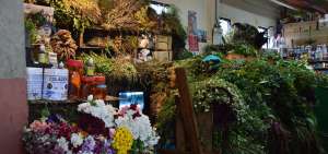 En los mercados es com&uacute;n ver este tipo de plantas. Las personas mayores son las m&aacute;s creyentes en el potencial que tiene. La manzanilla es la especie m&aacute;s solicitada.