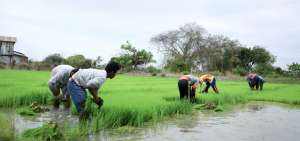 Flores garantiza compra de arroz en este invierno