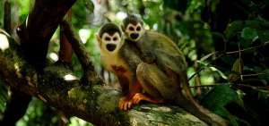 En el parque se encuentran diversas especies, entre ellas monos.