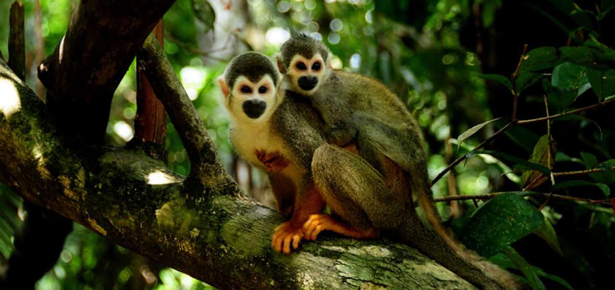 En el parque se encuentran diversas especies, entre ellas monos.
