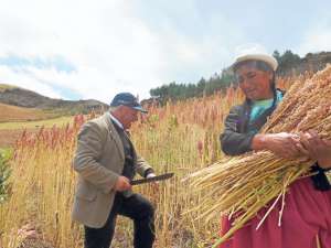 En el cant&oacute;n Pucar&aacute;, provincia del Azuay, se han cosechado hasta el momento m&aacute;s de 7 hect&aacute;reas de quinua. Las familias de esa localidad son las beneficiadas con la venta de este producto. Foto: Cortes&iacute;a