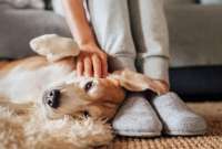 La acción de acariciar un perro trae varios beneficios para la salud