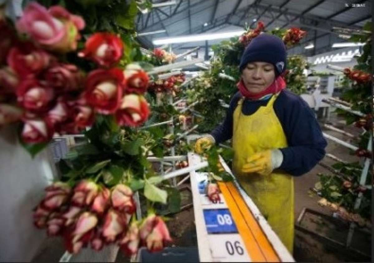 Las flores son uno de los principales productos de exportaci&oacute;n del Ecuador. Foto: Archivo