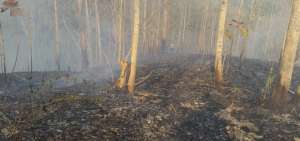 Dos incendios forestales en Santa Ana