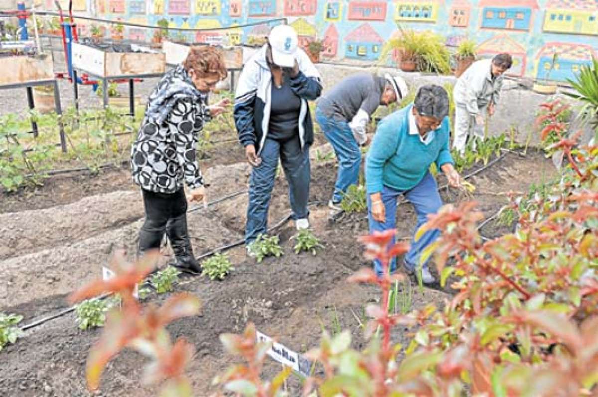 Las personas que participan de la huerta conocen t&eacute;cnicas para preparar el terreno. Cultivan papas, cebolla, acelga, etc. Foto: &Aacute;lvaro P&eacute;rez
