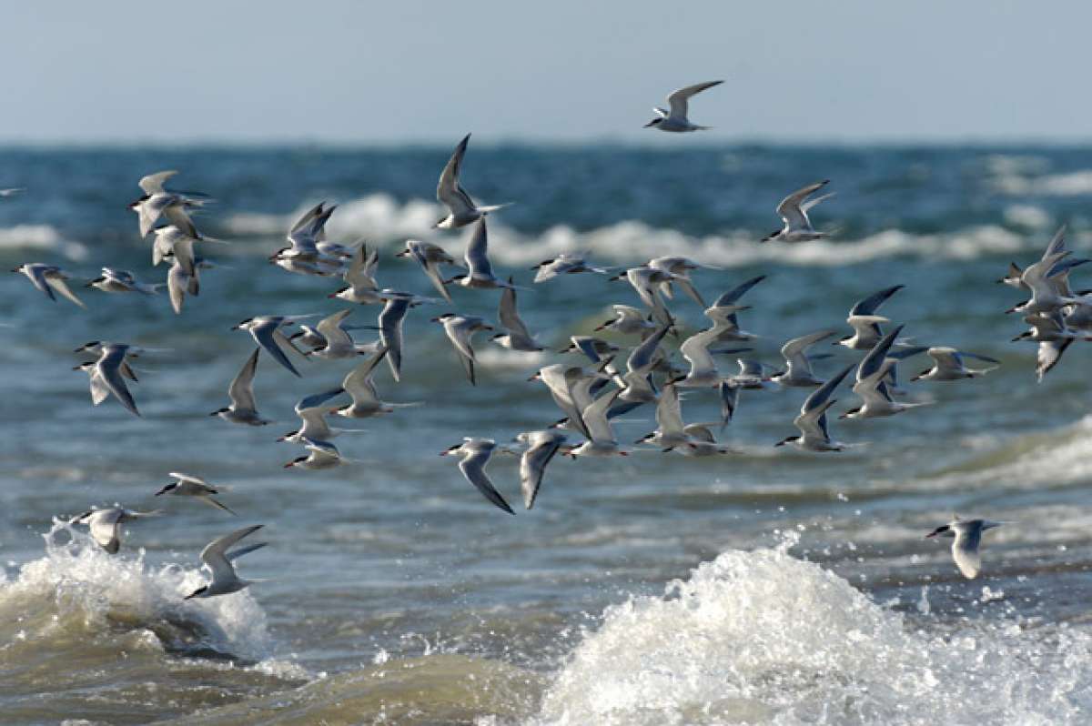 Las aves marinas ascienden a casi 350 especies en todo el mundo, entre ellas est&aacute;n los albatros, los ping&uuml;inos emperadores y otros. Archivo