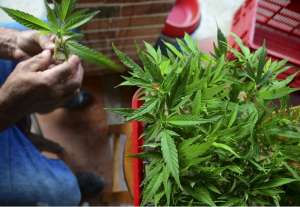  M&eacute;xico abrir&aacute; en enero debate sobre despenalizaci&oacute;n de la marihuana