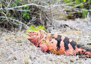74 iguanas rosadas son monitoreadas en Isabela